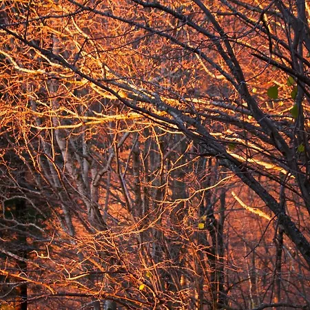 Naturaleza Y Aire Puro En El Pirineo Oriental En Bonita De Piedra Holiday home *